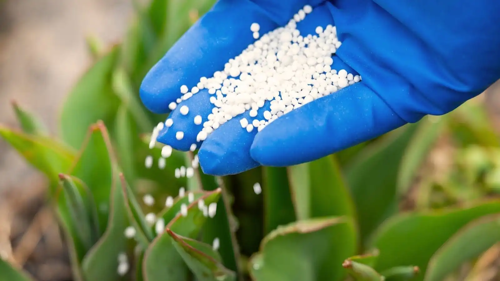 Bio Fertilizers
