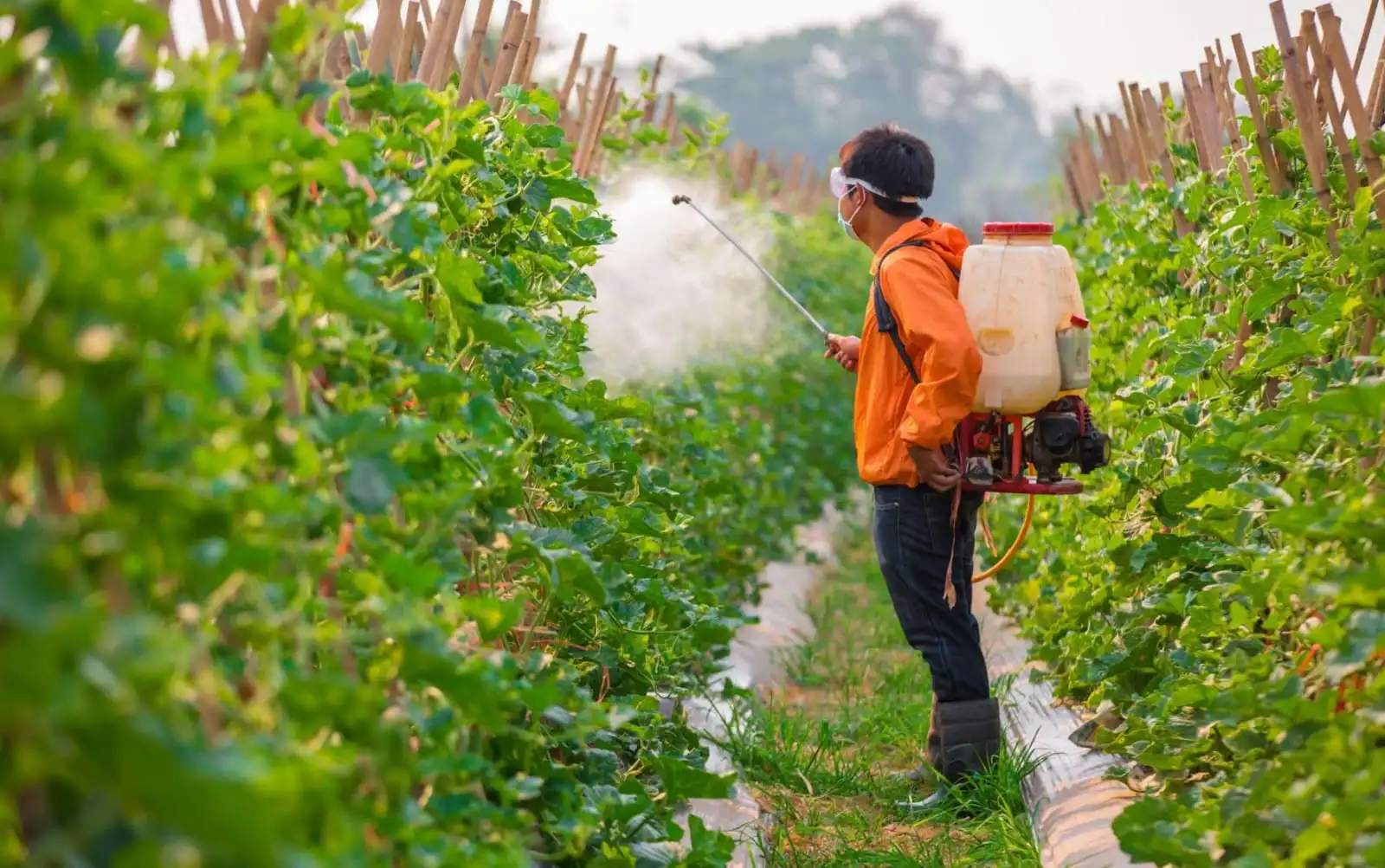 Pesticides and Insecticides