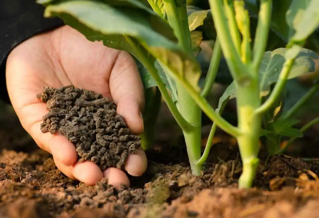Organic Vermicompost